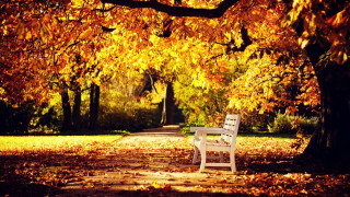 White bench tree park yellow - allen tupper true free wallpaper
