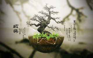 Bonsai tree vase chinese message - chinese free wallpaper for desktop