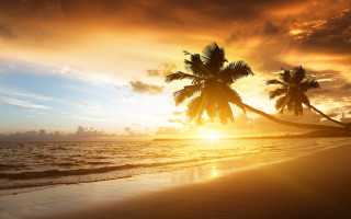 Palm tree beach sunset clouds 4 - felipe seade free wallpaper