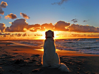 Dog beach sunset ocean clouds - free beach wallpaper for desktop
