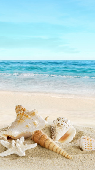 Seashell starfish beach sand ocean - free beach wallpaper for mobile