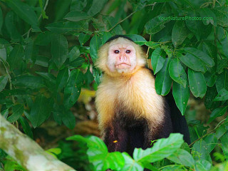 Monkey smiling in tree green - a monkey free wallpaper for desktop