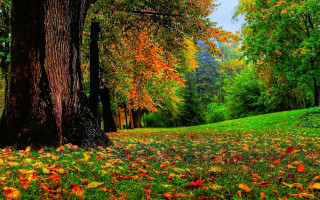 Lush green forest trees leaves - lush free wallpaper