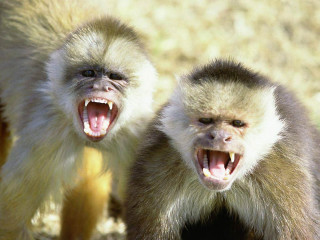 Monkeys growling mouths open camera - their mouth free wallpaper