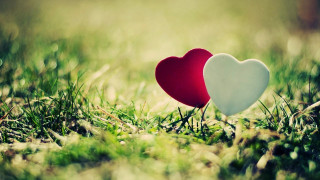 Two hearts grass sunlight sitting - the sun light free wallpaper for desktop