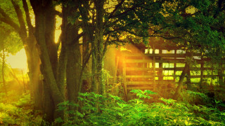 Wooden gate forest trees grass - tree and grass free wallpaper