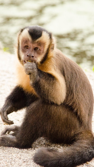 Monkey sitting eating looking camera - free animals wallpaper for mobile