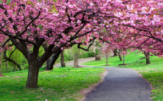 Tree lined path pink flowers - free flowers wallpaper for desktop