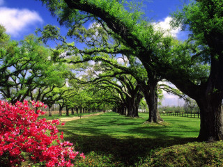 Field trees flowers fence background - charles ragland bunnell free wallpaper