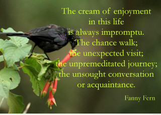 Black bird branch quote great - liminal space free wallpaper