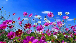 Field of flowers blue sky 2 - ammi phillips free wallpaper
