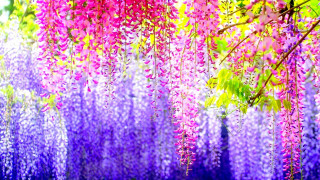 Purple flowers hanging tree branch - the sunlight free wallpaper