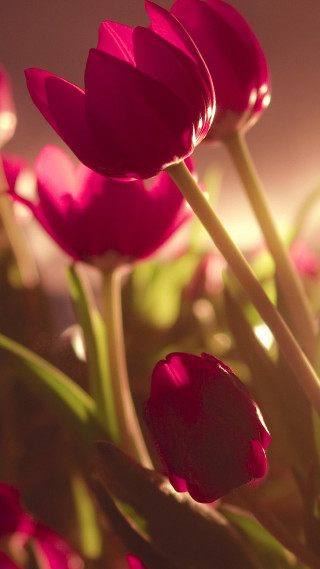 Close up flowers blurry background - field free wallpaper for mobile