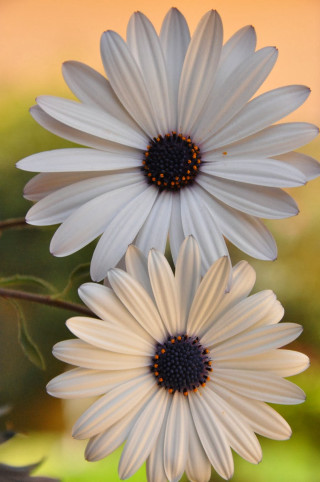 White flowers yellow background blurry - two white flower free wallpaper