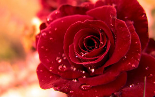 Red rose water droplets petals 6 - petal free wallpaper