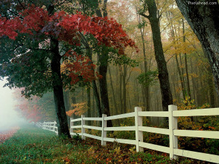 White fence forest autumn matte - in a forest free wallpaper