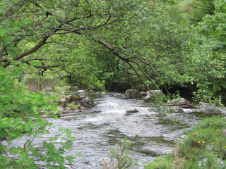 Stream lush green forest trees 4 - plein air free wallpaper for desktop