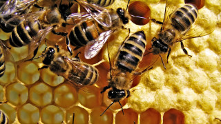 Bees honeycomb honey cells group - a honeycomb free wallpaper