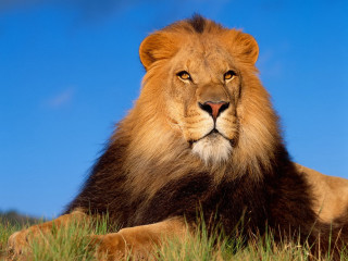 Lion laying grass blue sky - a lion free wallpaper