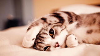 Cat laying on bed pillow 2 - the pillow free wallpaper