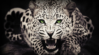 Leopard green eyes black background - daarken free wallpaper