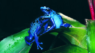 Blue black frog leaf dark - frog free wallpaper