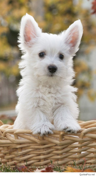 Small white dog basket grass - free dogs wallpaper for mobile
