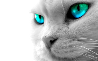 White cat blue eyes black 3 - a white cat free wallpaper