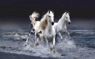 Three white horses running water 3 - a full moon in the background free wallpaper for desktop