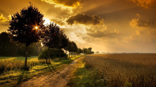 Dirt road trees grass sunset 3 - a dirt road free wallpaper
