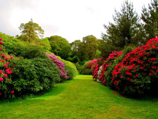 Lush green field flower path - a lush green field free wallpaper