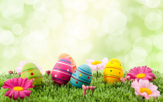 Colorful eggs grass daisies sunny - edi rama free wallpaper