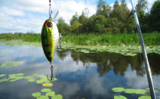 Fish caught fishing rod pond - a fish free wallpaper for desktop