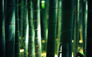 Tall green bamboo trees forest - asai chū free wallpaper
