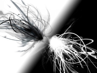 Flower longhair black background amano - photo of a flower free wallpaper