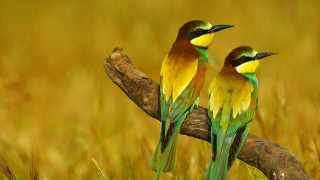 Birds branch grass yellow green - free nature wallpaper for desktop