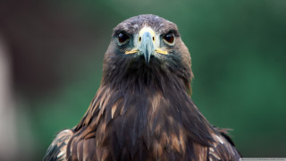 Owl bird portrait naturalism chica - prey free wallpaper