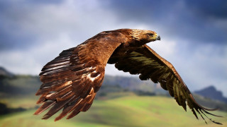 Bird of prey flying wings 4 - spread wide free wallpaper