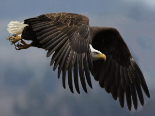 Bald eagle flying talons wings - a fish free wallpaper