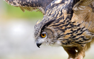 Bird prey closeup blurry background - sharp focus free wallpaper