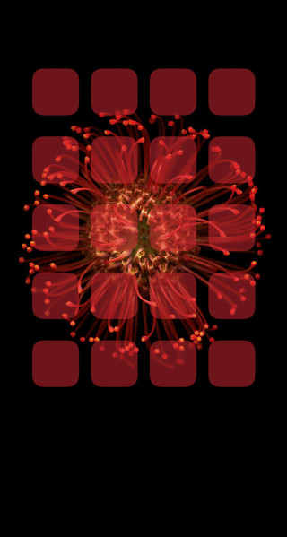 Red flower black background red - free flowers wallpaper for mobile