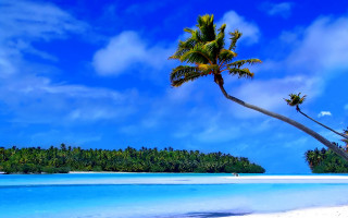 Palm tree beach ocean sky - a blue sky and ocean in the background free wallpaper for desktop