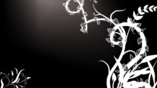 Black white flower light background - photo of a flower free wallpaper
