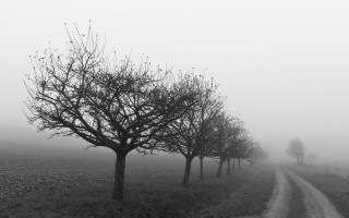 Foggy road trees dirt road - tonalism free wallpaper