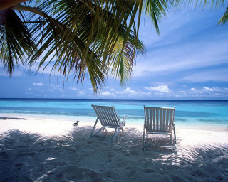Beach chairs palm tree ocean 2 - two chair free wallpaper