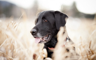 Black dog sitting field tall 2 - tall grass free wallpaper for desktop