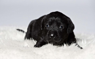 Black puppy white rug sad - pointillism free wallpaper for desktop