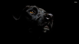 Black dog yellow eye chiaroscuro - a yellow eye free wallpaper