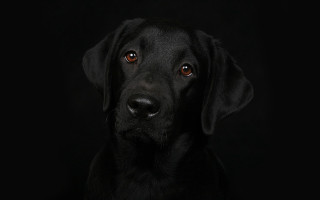 Black dog portrait elk vogelsang - a black dog free wallpaper