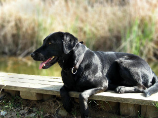 Black dog bench river grass - a wooden bench next free wallpaper
